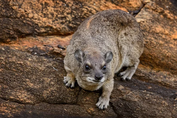 Common Rock Hyrax Procavia Capensis Kis Emlős Afrikai Hegyekből Hegyekből — Stock Fotó