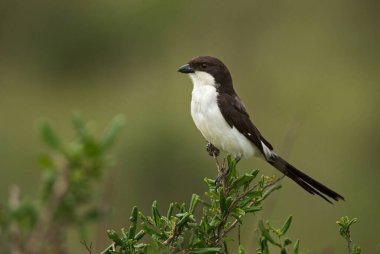 Uzun kuyruklu Mali - Lanius kabinesi, Afrika çalıları ve savanalardan güzel siyah beyaz örümcekkuşu, Taita tepeleri, Kenya.