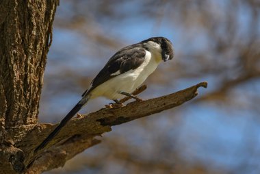 Uzun kuyruklu Mali - Lanius kabinesi, Afrika çalıları ve savanalardan güzel siyah beyaz örümcekkuşu, Taita tepeleri, Kenya.