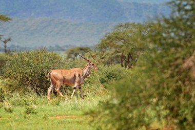 Eland - Taurotragus antilobu, Afrika çalıları ve savanalardan, Tsavo East, Kenya 'dan nadir bulunan bir antilop..