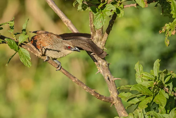 Schwarzer Coucal Centropus Grillii Großer Kakadu Aus Afrikanischen Büschen Und — Stockfoto