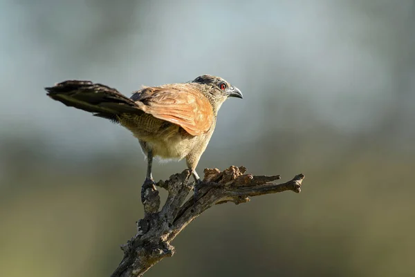 Black Coucal Centropus Grilliiアフリカの茂みやサバンナ タイタの丘 ケニアからの一般的な大きなコック — ストック写真