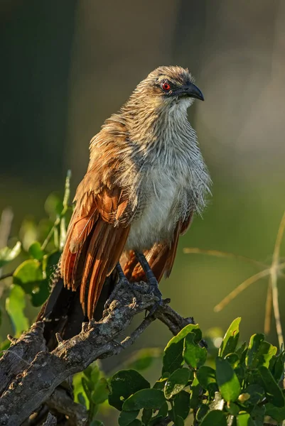 Black Coucal Centropus Grilliiアフリカの茂みやサバンナ タイタの丘 ケニアからの一般的な大きなコック — ストック写真