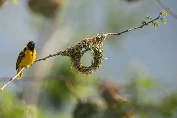 Village Weaver Ploceus Cucullatus Gyönyörű Sárga Fekete Ülőrúd Afrikai Erdőkből — Stock Fotó