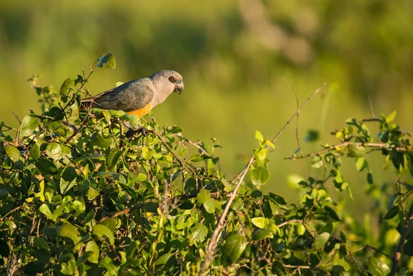 Red Bellied Parrot Poicephalus Rufiventris Small Colored Parrot African Bushes — Stock Photo, Image