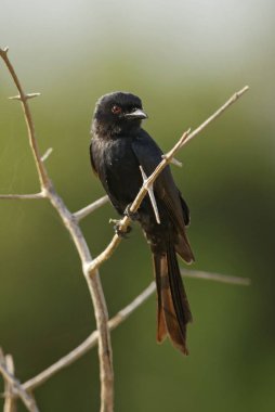 Çatal kuyruklu Drongo - Dicrurus adsimilis, güzel siyah uzun kuyruklu kuş Afrika çalılarından, Tsavo West, Kenya.