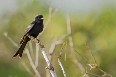 Çatal kuyruklu Drongo - Dicrurus adsimilis, güzel siyah uzun kuyruklu kuş Afrika çalılarından, Tsavo West, Kenya.
