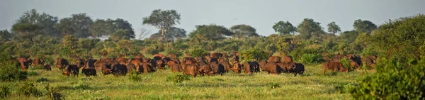 Afrikalı Bufalo Syncerus Caffer Tsavo East Kenya Dan Afrika Nın — Stok fotoğraf