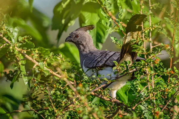 White Bellied Away Bird Crinifer Leucogaster Hermoso Pájaro Arbustos Africanos — Foto de Stock