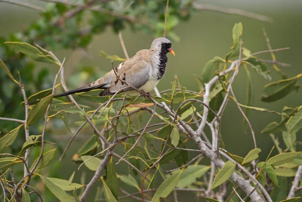 Namaqua Dove Oena Capensis Beatiful Small Dove African Savannas Bushes — Stock Photo, Image