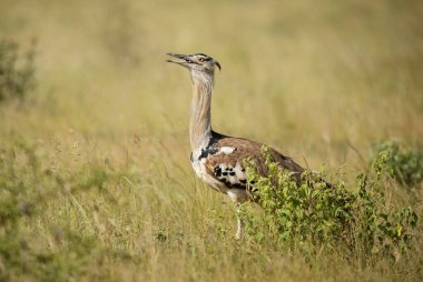 Kori Bustard - Ardeotis Kori, Afrika savanalarından büyük kara kuşu, Tsavo East, Kenya.