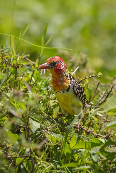 Barbet Peito Amarelo Trachyphonus Margaritatus Belo Barbet Colorido Arbustos Africanos — Fotografia de Stock