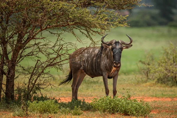 Common Wildebeest Connochaetes Firinus Обыкновенная Антилопа Африканских Саванн Пустынь Цаво — стоковое фото
