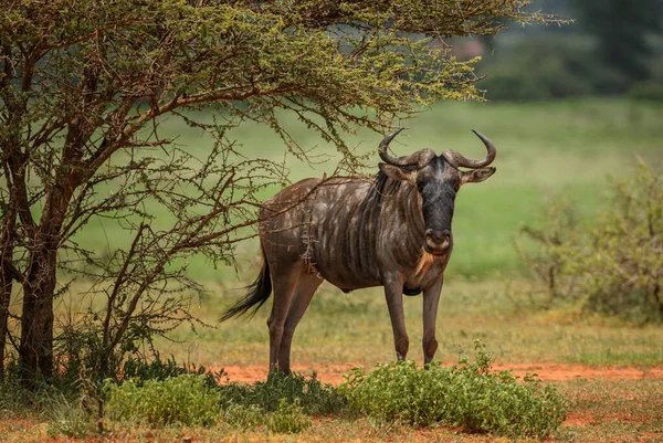 Gnus Comum Connoquetes Taurinus Antílope Comum Savanas Prados Africanos Tsavo — Fotografia de Stock