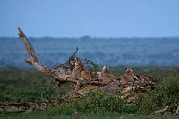 Oroszlán Panthera Leo Ikonikus Afrikai Szavannai Állat Amboseli Kenya — Stock Fotó