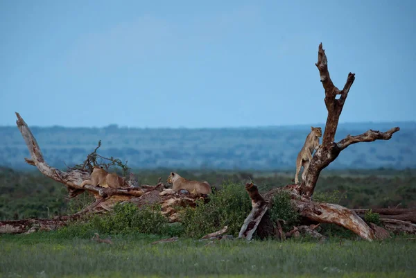 Aslan Panthera Leo Afrika Savanalarından Ikonik Hayvan Amboseli Kenya — Stok fotoğraf