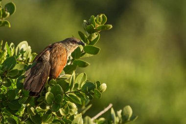 Black Coucal - Centropus Grillii, Afrika çalıları ve savanalardan yaygındır, Tsavo East, Kenya.