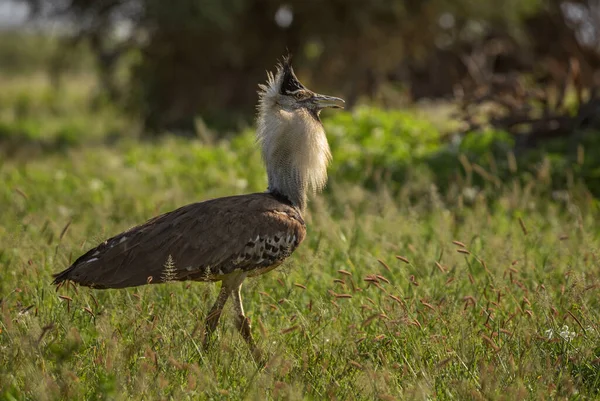 Cori Bustard Ardeotis Kori Велика Пташка Африканських Саван Амбоселі Кенія — стокове фото