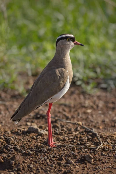 Crowned Lapwing Vanellus Coronatus Beautiful Bird African Savannas Swamps Amboseli — Stock Photo, Image