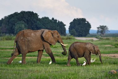 Afrika Çalı Fili - Loxodonta africana, Afrika 'nın ünlü beş üyesi, Amboseli, Kenya.