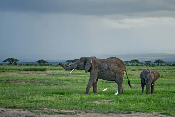 非洲布什大象 非洲非洲罗索多塔象 非洲五大大象的标志性成员 肯尼亚安博赛里 — 图库照片