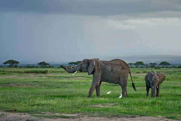 Afrika Çalı Fili Loxodonta Africana Afrika Nın Ünlü Beş Üyesi — Stok fotoğraf