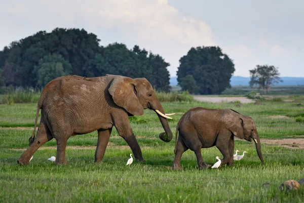 Afrikanska Bush Elephant Loxodonta Africana Ikonisk Medlem Afrikanska Big Five — Stockfoto