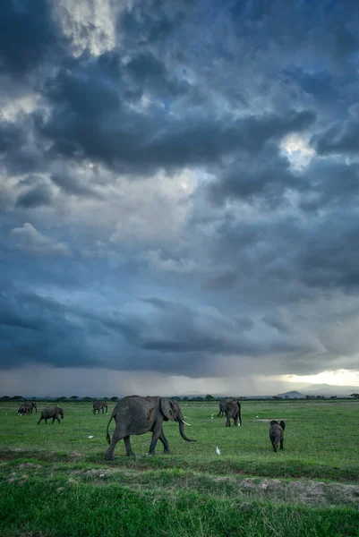 非洲布什大象 非洲非洲罗索多塔象 非洲五大大象的标志性成员 肯尼亚安博赛里 — 图库照片