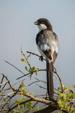Uzun kuyruklu Mali - Lanius kabinesi, Afrika çalıları ve savanalardan güzel siyah beyaz örümcekkuşu, Amboseli, Kenya.