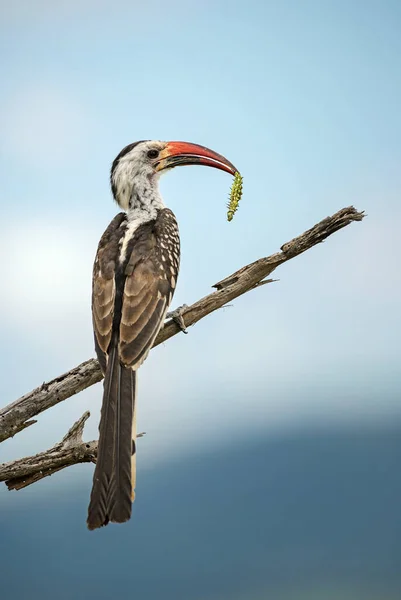 Северный Красноклювый Рогоклюв Tockus Erythrorhynchus Цветной Рогоклюв Африканских Кустов Саванн — стоковое фото