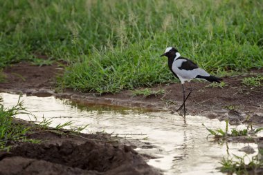 Demirci Lapwing - Vanellus armatus, Afrika çalıları ve savanlardaki güzel yağmurkuşu, Amboseli, Kenya.