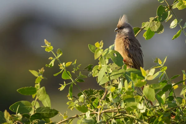 Speckled Mousebird Colius Striatus Beautiful Special Bird African Bushes Woodlands — Stock Photo, Image