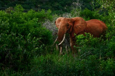 Afrika Çalı Fili - Loxodonta africana, Afrika 'nın ünlü beş üyesi, Amboseli, Kenya.