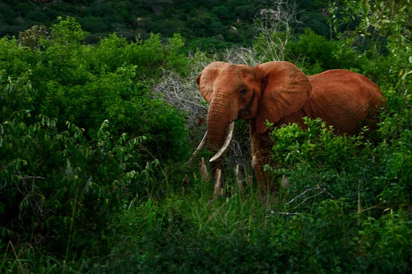 Afrikanska Bush Elephant Loxodonta Africana Ikonisk Medlem Afrikanska Big Five — Stockfoto