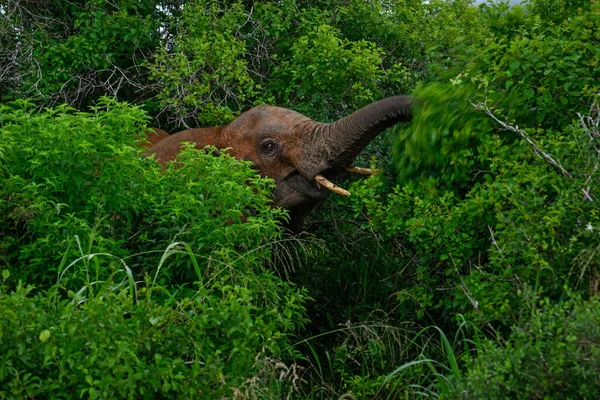 African Bush Elephant Loxodonta Africana Membre Emblématique Des Cinq Grands — Photo