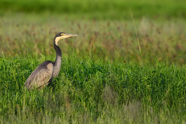 Black Headed Heron Ardea Melanocephala Large Water Bird African Wetlands — Stock Photo, Image