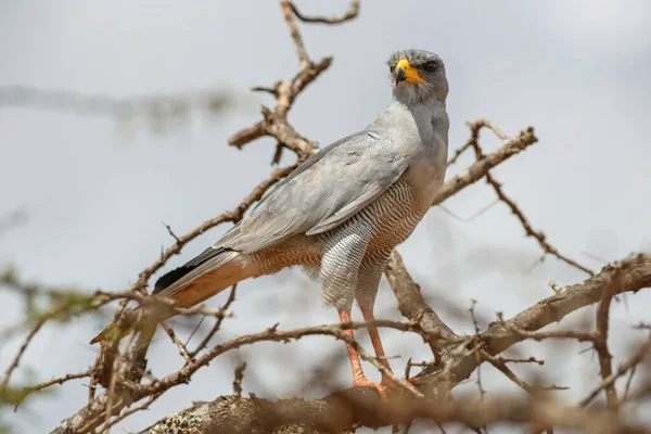 Eastern Chanting Goshawk Melierax Poliopterus Beautiful Bird Prey African Bushes — Stock Photo, Image