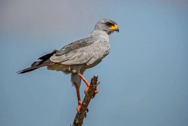 Autour Des Palombes Chanteuses Est Melierax Poliopterus Bel Oiseau Proie — Photo