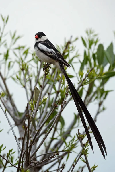 Pin Tailed Whydah Vidua Macroura Piękny Mały Długi Ptak Okoniokształtny — Zdjęcie stockowe
