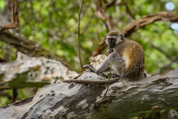 Green Monkey Chlorocebus Sabaeus Beautiful Primate African Bushes Woodlands Taita — Stock Photo, Image