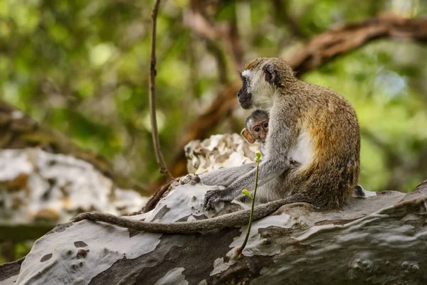 Green Monkey Chlorocebus Sabaeus Beautiful Primate African Bushes Woodlands Taita — Stock Photo, Image