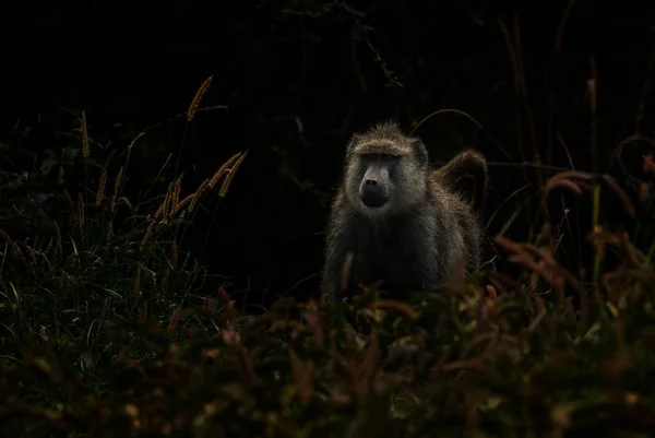 Babouin Jaune Papio Cynocephalus Grand Primate Des Savanes Buissons Africains — Photo