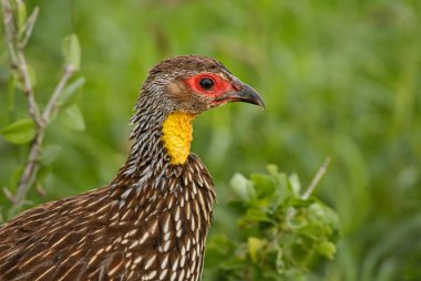 Sarı boyunlu Spurfowl - Pternistis lökoscepus, Afrika çalıları ve savanalardan güzel renkli kara kuşu, Amboseli, Kenya.