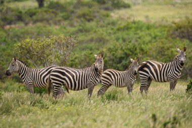 Zebra Ovası - Equus quagga, Afrika savanalarından, Tsavo East, Kenya.