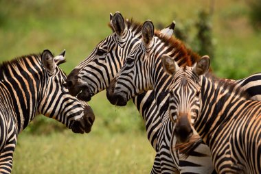 Zebra Ovası - Equus quagga, Afrika savanalarından, Tsavo East, Kenya.