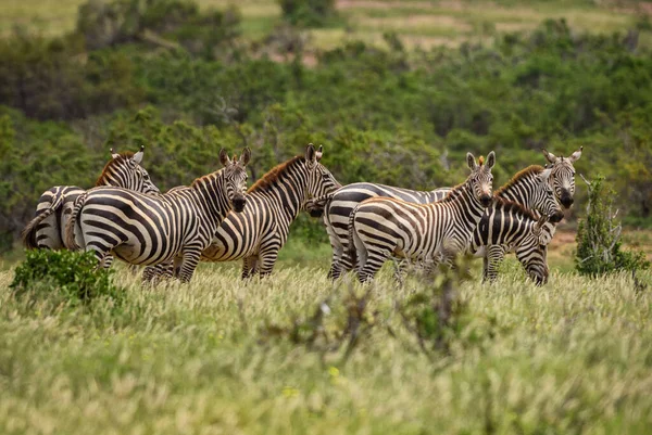 Pianure Zebra Equus Quagga Grande Cavallo Popolare Come Animale Delle — Foto Stock