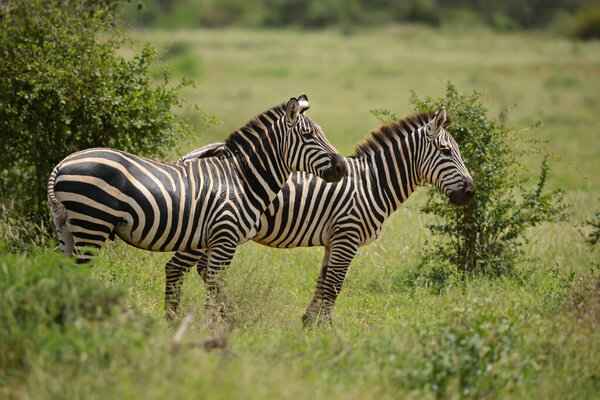 Plains Zebra - Equus quagga, large popular horse like animal from African savannas, Tsavo East, Kenya.