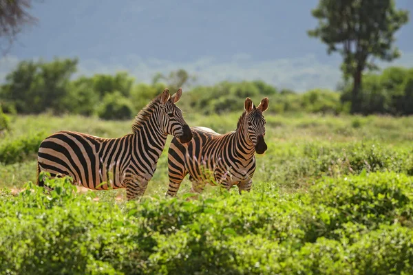 Pianure Zebra Equus Quagga Grande Cavallo Popolare Come Animale Delle — Foto Stock