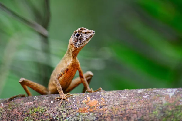 Kangaroo Lizard Otocryptis Wiegmanni Красива Маленька Ящірка Агами Лісів Шрі — стокове фото