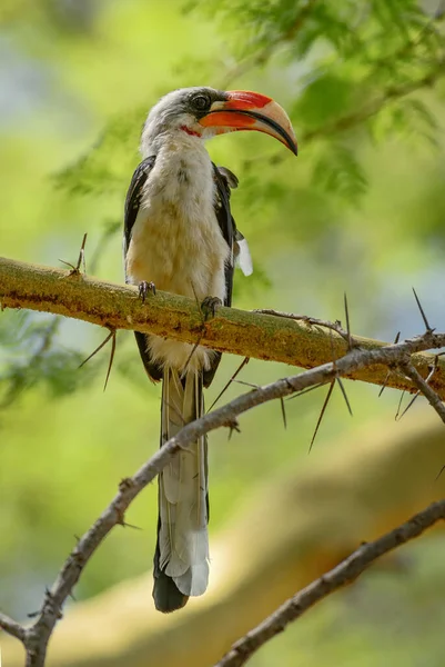 Hornbill Von Der Decken Tockus Deckeni Belo Hornbill Colorido Florestas — Fotografia de Stock
